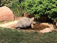 Reuze schildpad