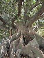Ficus