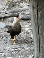 Kuifcaracara
