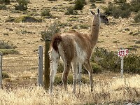 Guanaco, één van de vier Zuid Amerikaanse kamelen (Llama, Vicuña, Alpaca)