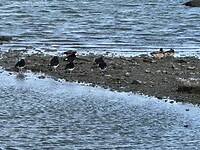 Naast wat meeuwen twee Patos Reales, Koningseenden