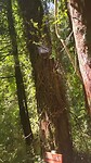 Het bos in Puyehue