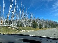 Dood bos in het niemandsland tussen Argentinië en Chili