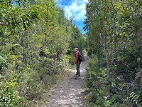 Wandelen tussen de bomen