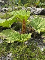 Bloeiende plant