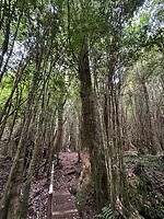 Evergreen bos op weg naar de Calbuco vulkaan