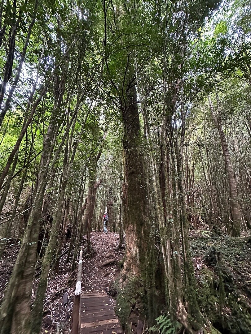 Evergreen bos op weg naar de Calbuco vulkaan