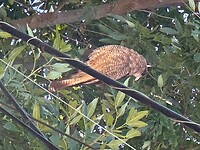 Chimango