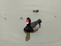 Pato Negro, oftewel de zwarte eend