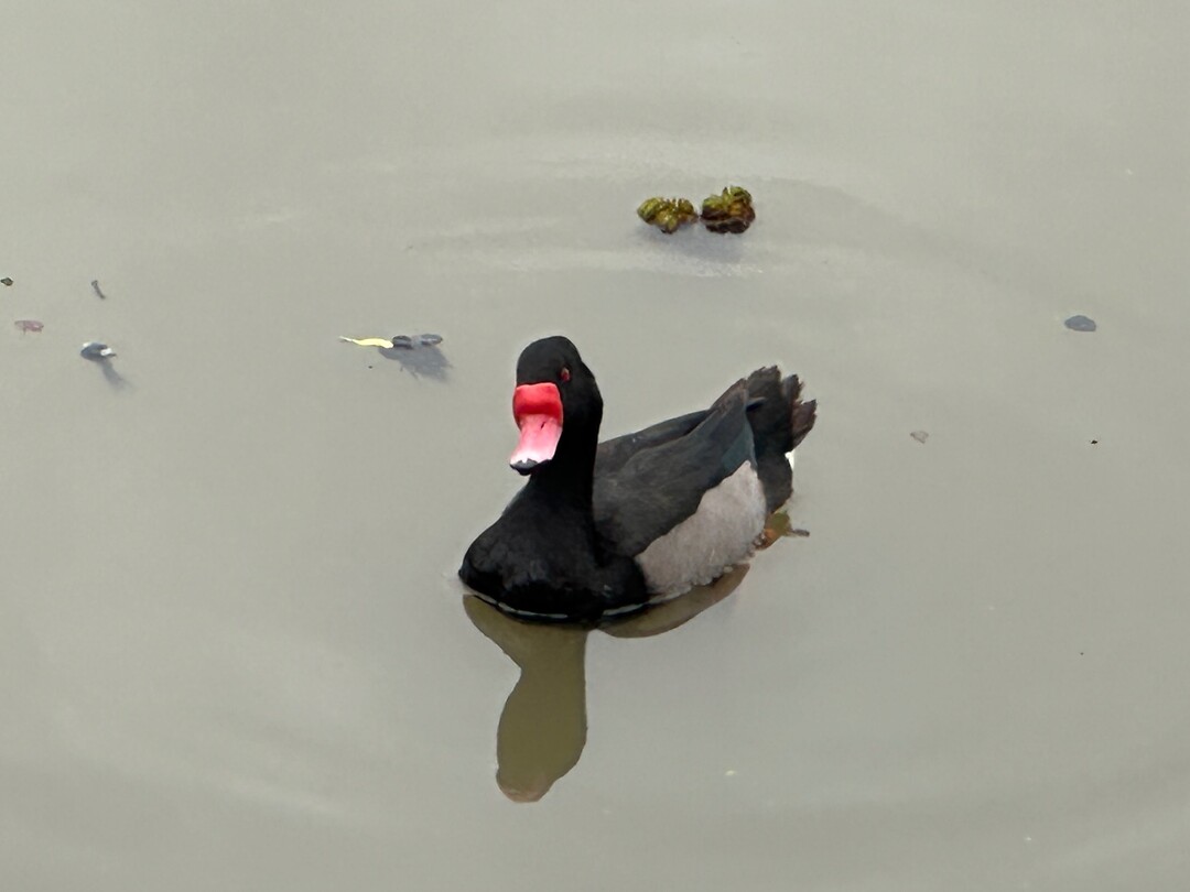 Pato Negro, oftewel de zwarte eend