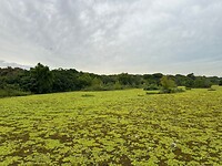 Reserva Ecológica Costanera Sur