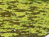 Watervogel