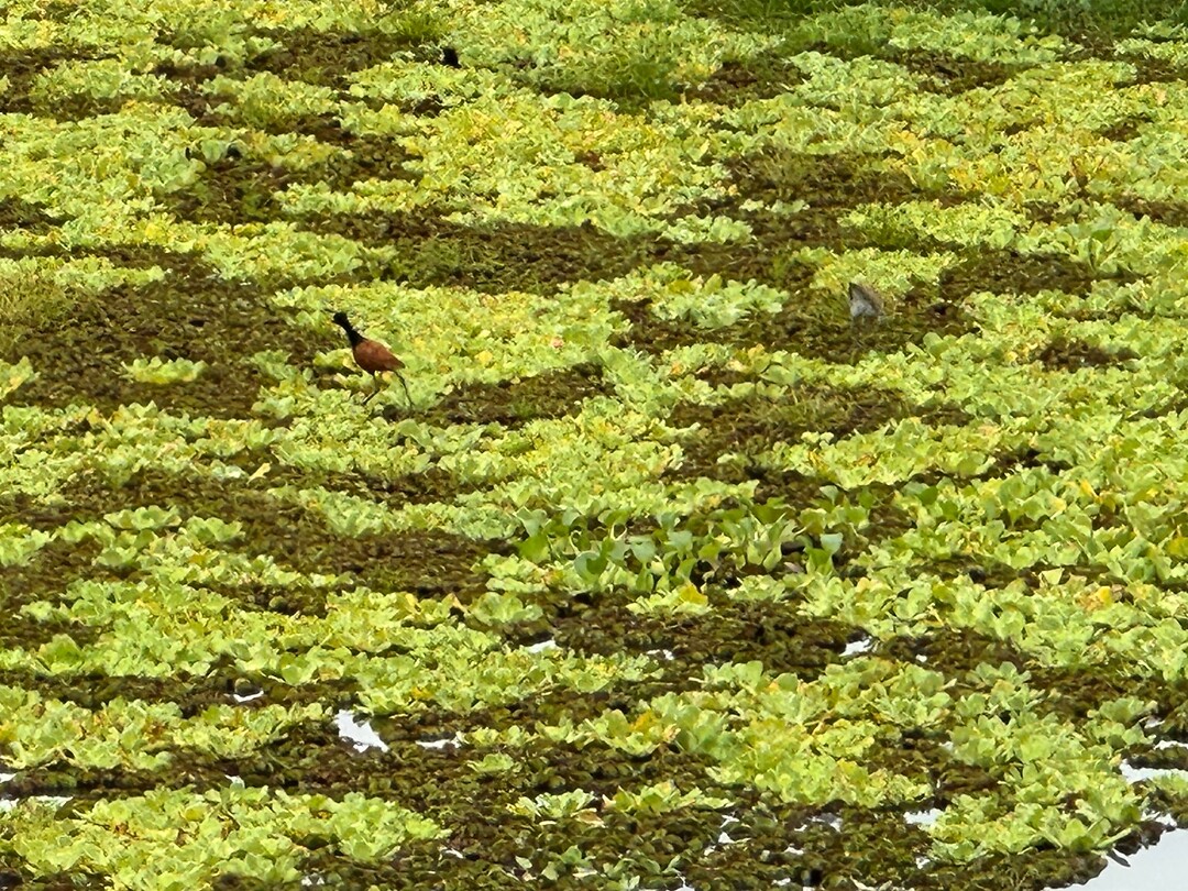 Watervogel
