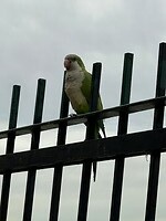 Parkiet