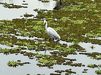 Reigers