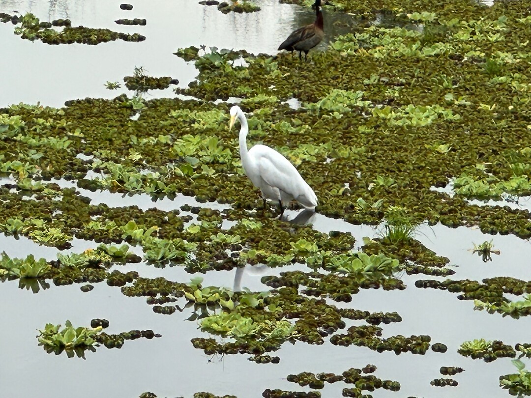 Reigers