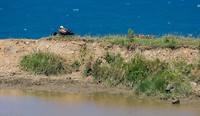Paradise Shelduck