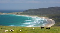 Dag-29 Catlins