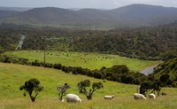 Dag-29 Catlins