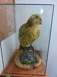 Kakapo