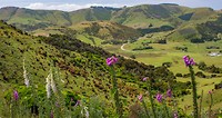 Dag-29 Catlins