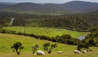 Dag-29 Catlins