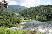 Aardbeien en rijstvelden