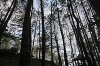 Park in 't bos