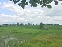 IMG_4515