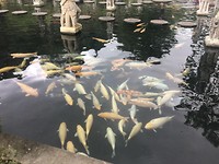 IMG_4533