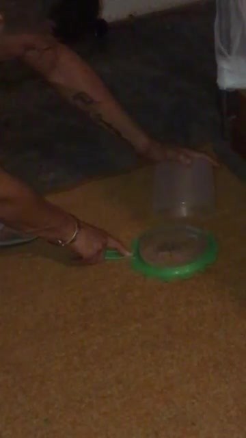 The baby tarantula