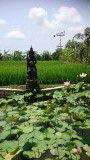een mooi uitzicht over een rijstveld vanaf een terrasje in Ubud