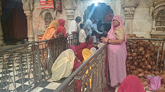 hindus voeren de ratten en geven melk