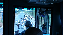 onderweg naar pushkar blokkeert een groep geiten de weg