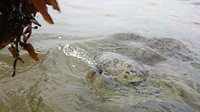schildpad aan het strand van Hikkaduwa