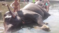 Olifant wassen in Thangkanan