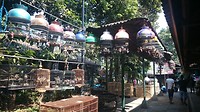 Vogelmarkt in Yogyakarta