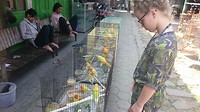 Vogelmarkt in Yogyakarta