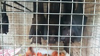 Vliegende hond op de vogelmarkt in yogyakarta