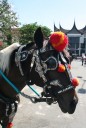 Paard en wagen op het plein in Bukkintingi