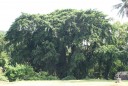 Bali-Aga.