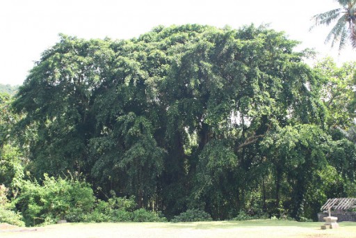 Bali-Aga.