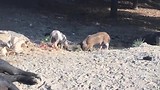 Biggetjes bij de Bocca di Sévi