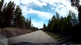 Overstekende eland in Noorwegen