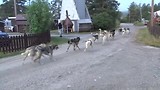 Sledehonden trainen in Grimsbu