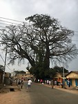 De oudste boom van Gambia