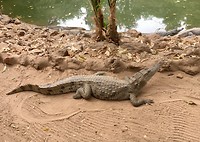 Kacchikalli Chrocodilepool in Bakau