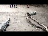 Machikally Crocodile Pool and museum - Kotu