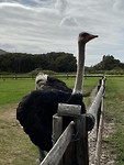We bezochten en struisvogelfarm