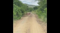 Jeepsafari Hluhluwe-iMfolozi
